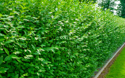 Ligustrum vulgaris